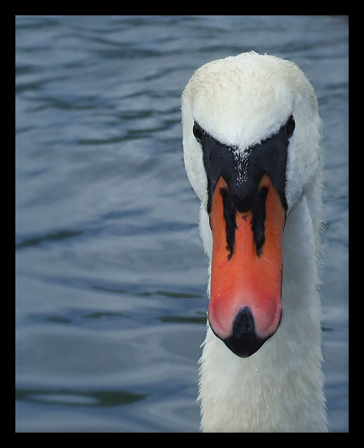 Swan