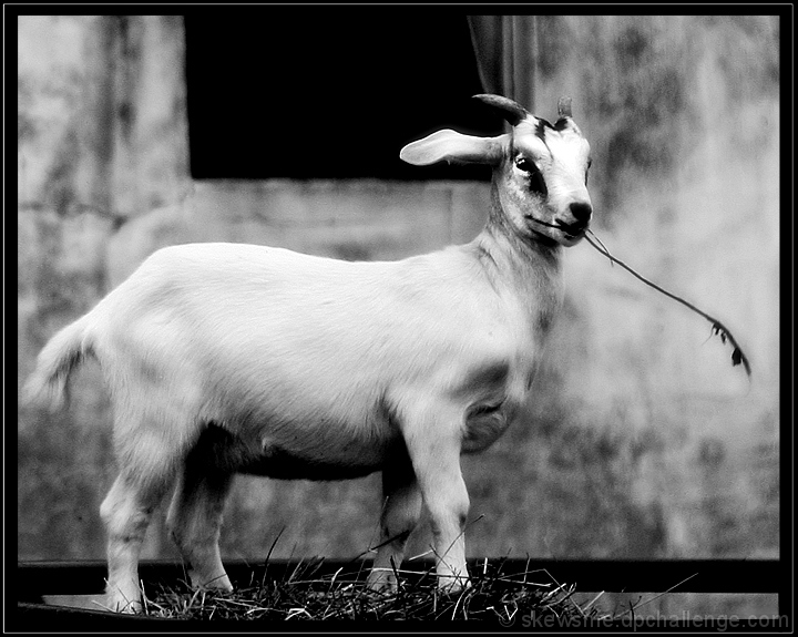 supremegoat