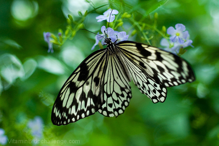 ButterflyGirl