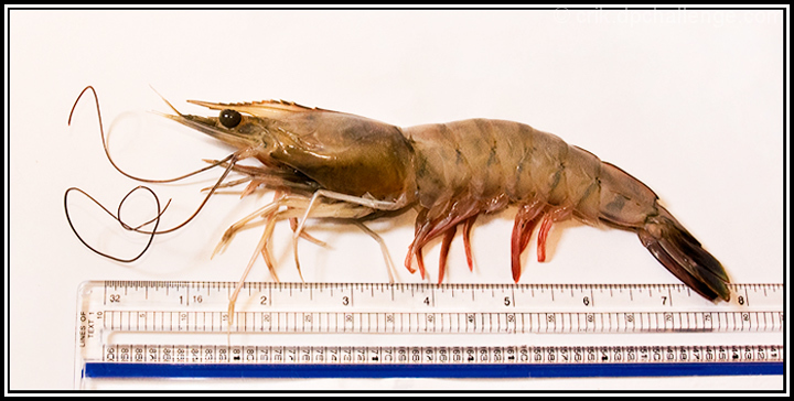 jumboshrimp