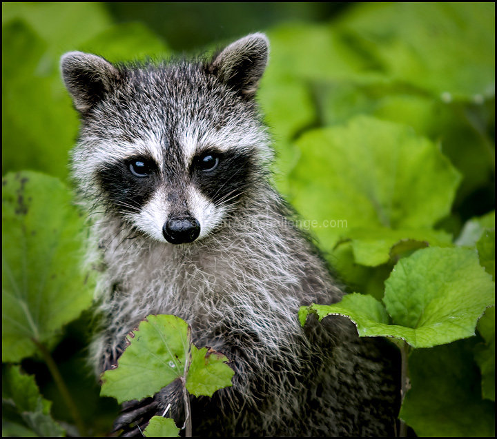 Raccoon  (user rockyracoon)