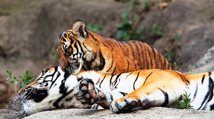 Tigersden