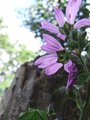 The life of a flower, the death of a tree