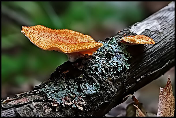 On the Forest Floor