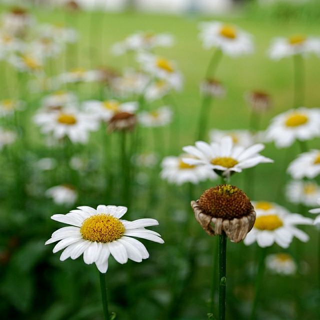 Life and Death in a Field of Daisies