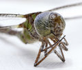 A Spider's Deadly Kiss