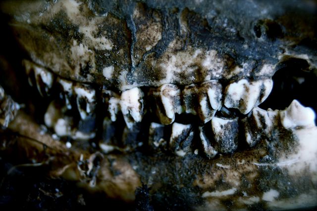 Deaths Grin
