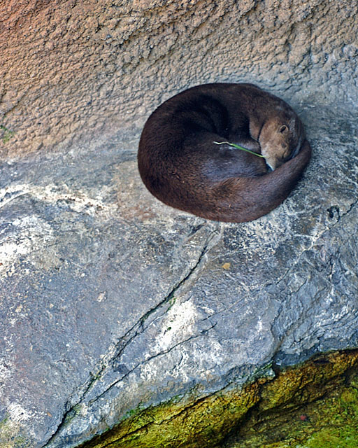 Nature's Circle