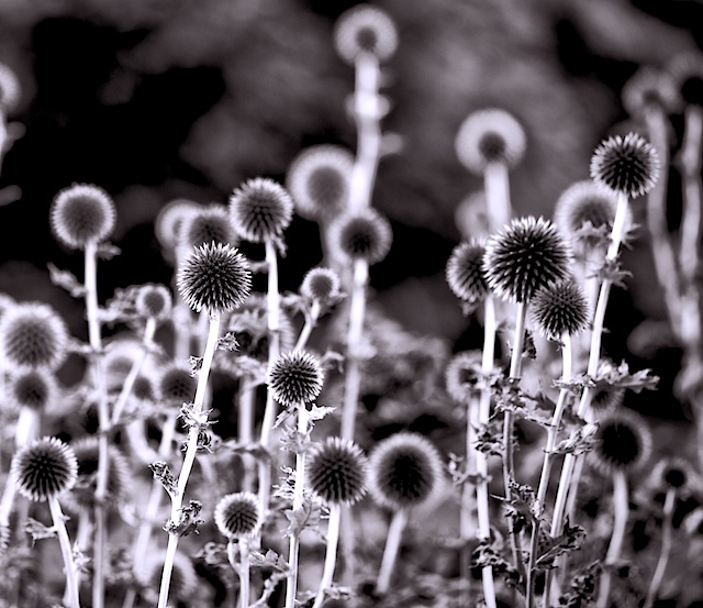 Spiky Sharpness and Bokeh