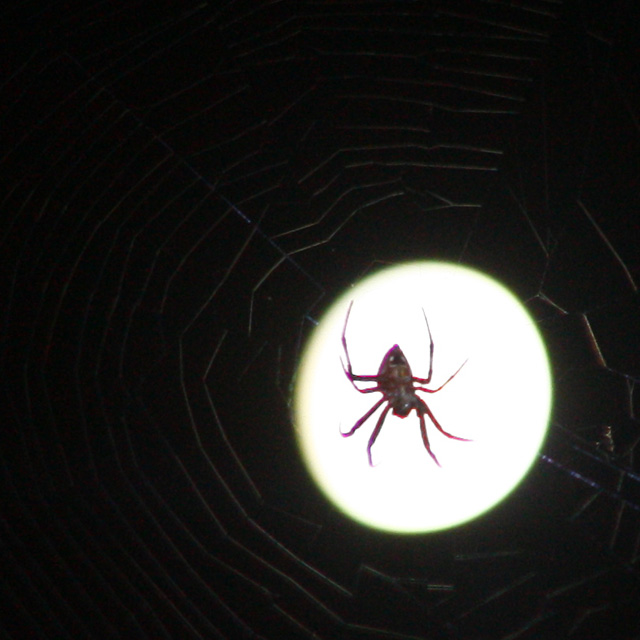 spider moon ripples