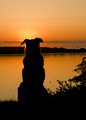 Watchdog