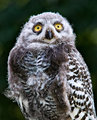 Young Snowy Owl