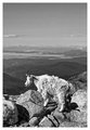 Mountain Goat