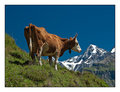 Bernese Bovine