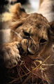 Hungry Lion Cub