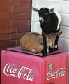Coca-Cola Goats