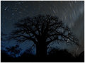 Baobab Starlight