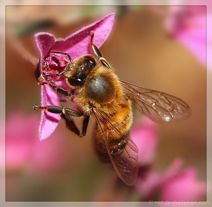 Honey Bee