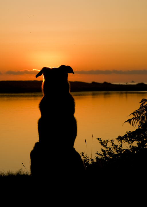 Watchdog