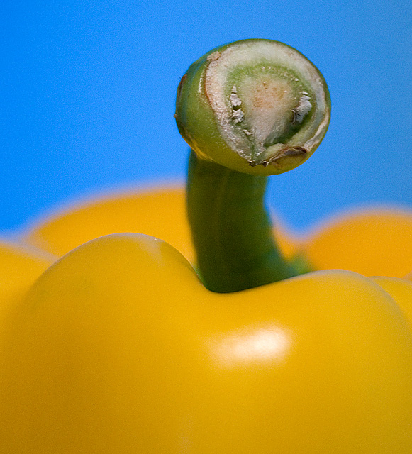 Bell Pepper Tail