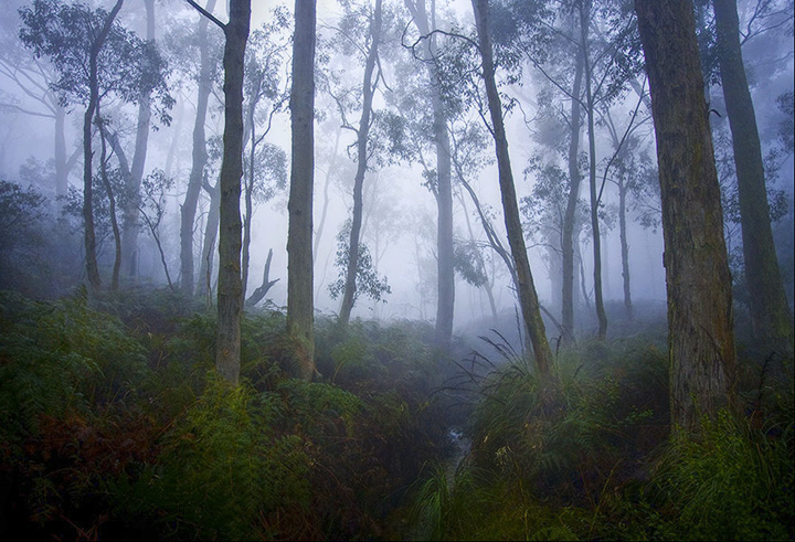 The Mist