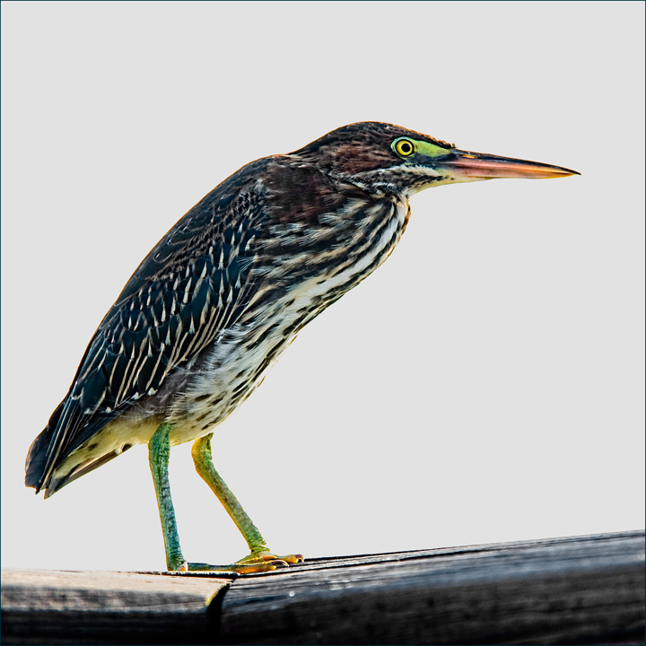 Immature Green Heron