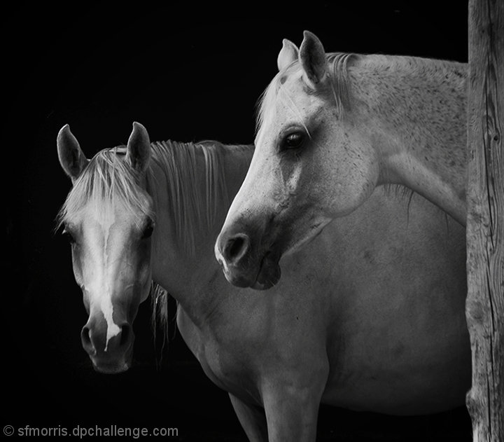 Arabian Filly and Mare