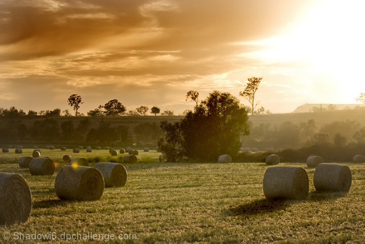 Sunrise over the paddock