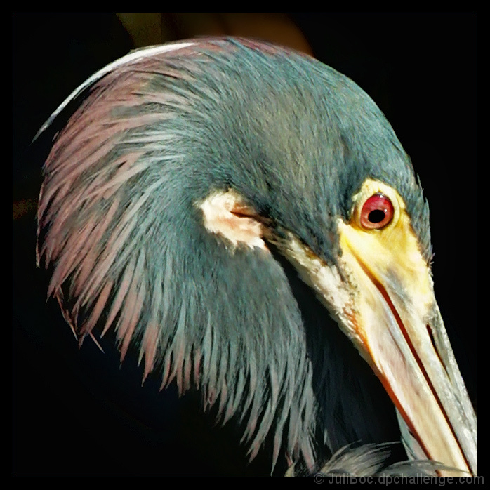 Portrait of a Wet Tricolored Heron