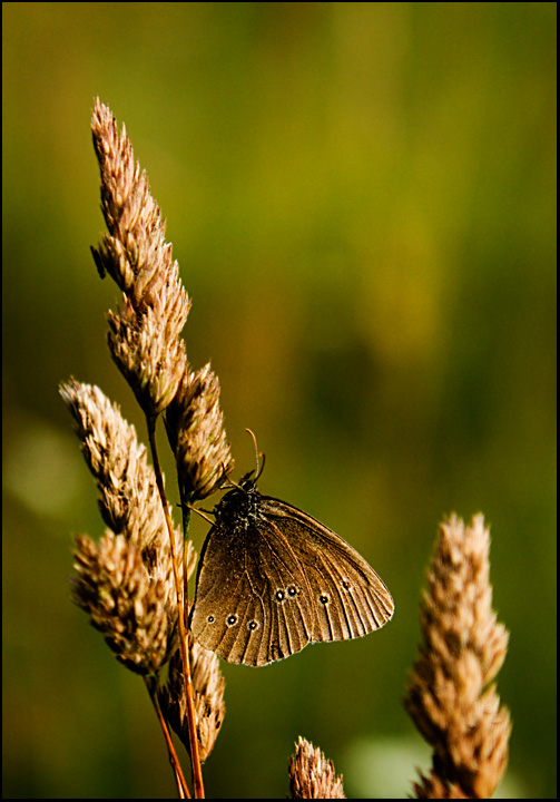 Lepidoptera waldoensis