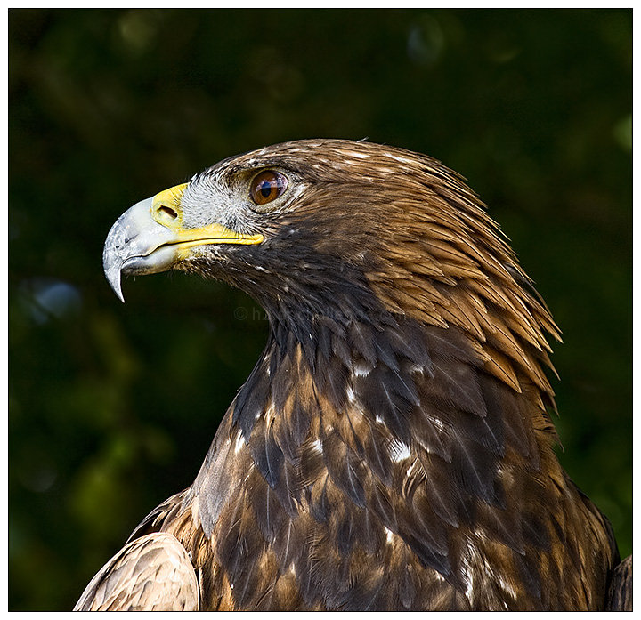 American Golden Eagle