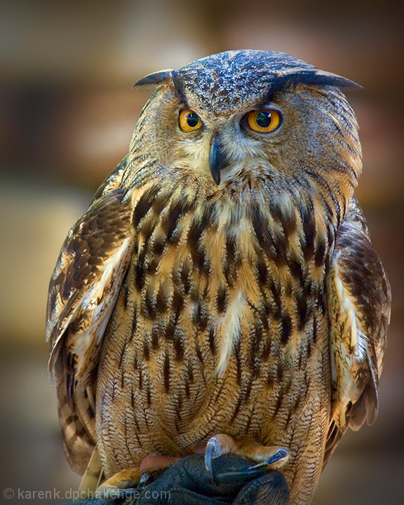  Eurasian Eagle Owl 