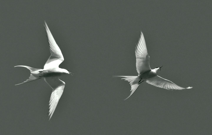 Terns