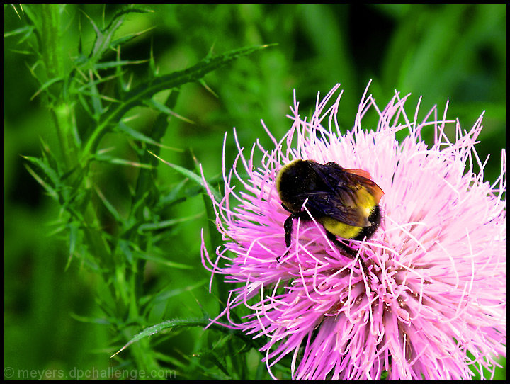 Pollen Dancer