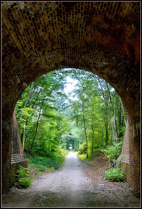 Framing the Summer Woods