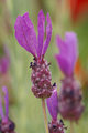 A Scent of Lavender by Elizabeth Elgin
