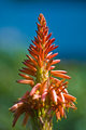 Crown of Aloes by Norah Lofts