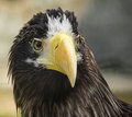 The Last Eagle , author : Frances Terry