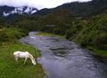 The White Horse: A Colombian Journey