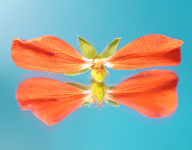 &ordm;&ucirc;&micro;&ucirc;&Atilde;&Icirc; (Butterfly dreams)