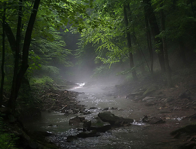 "The Mist"