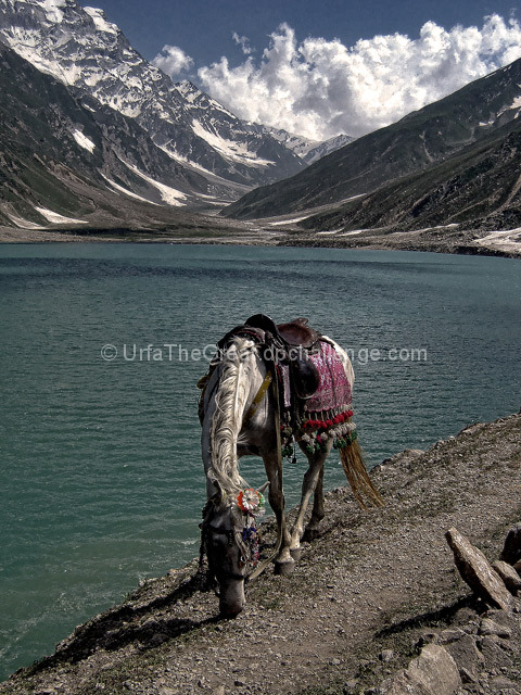 The Enchanted Horse  