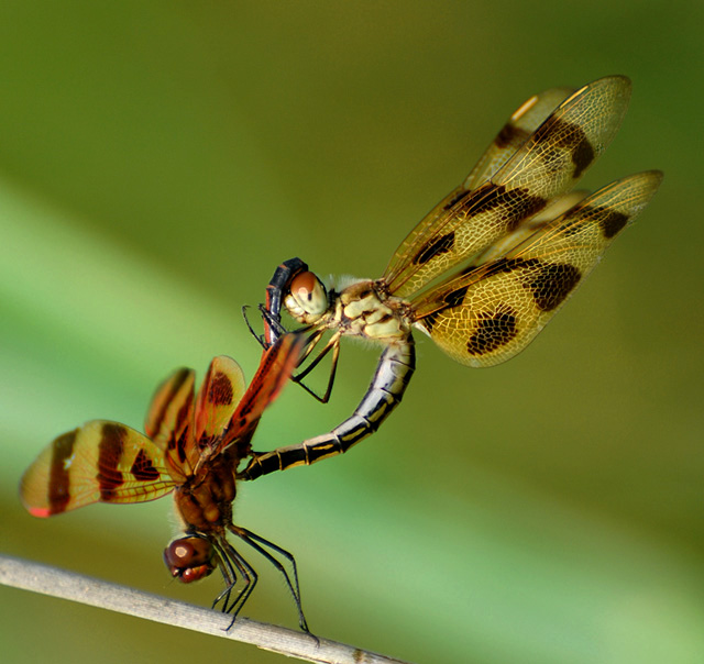 "Dragonfly Qigong"