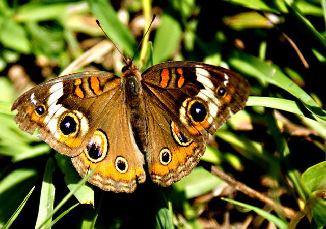 Metamorphosis' Yield(The Metamorphosis by Franz Kafka)