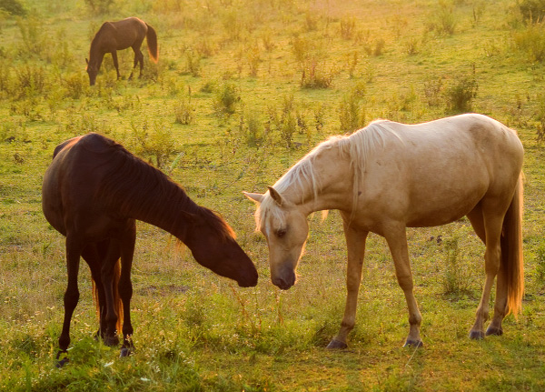 All the Pretty Horses (Cormac McCarthy)