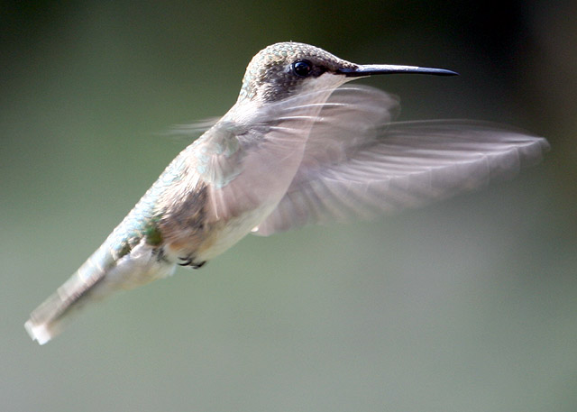 Hummingbird - 1974 British Rock Band