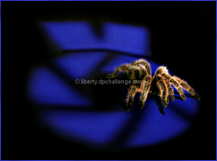 the spotlight