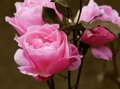 Rose .. is a Rose .. is a 'Pink' Rose ..,.