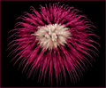 Ephemeral Night Flower