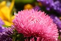 flower market